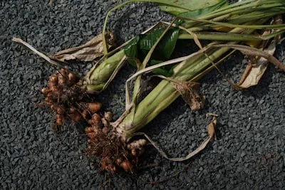 Turmeric Root, one of the GlycoAid ingredients