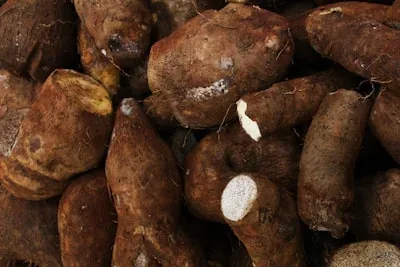 Maca Root, one of the GlycoAid ingredients